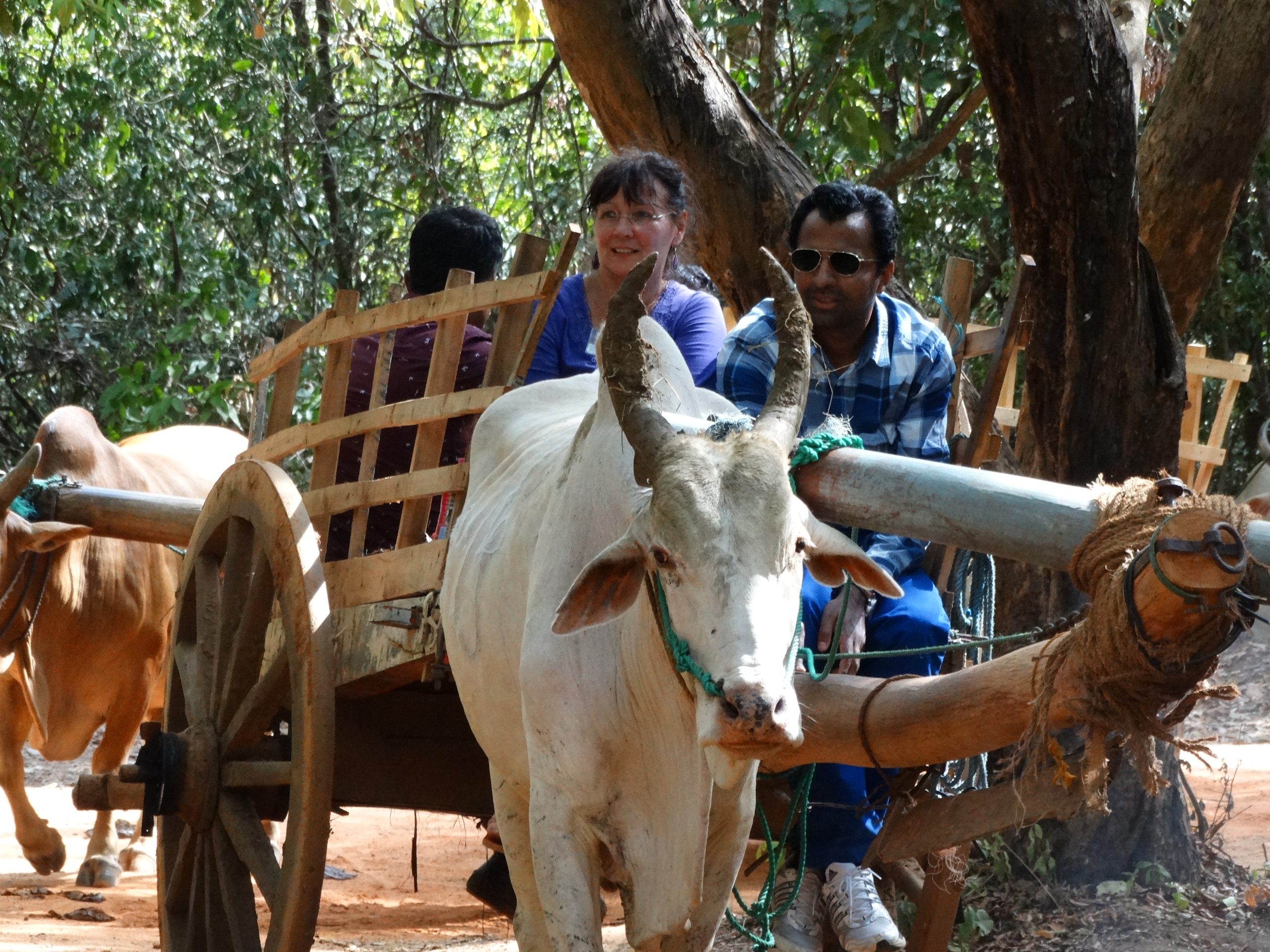 Elephant experience